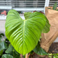 8” Fuzzy Petiotle Philodendron