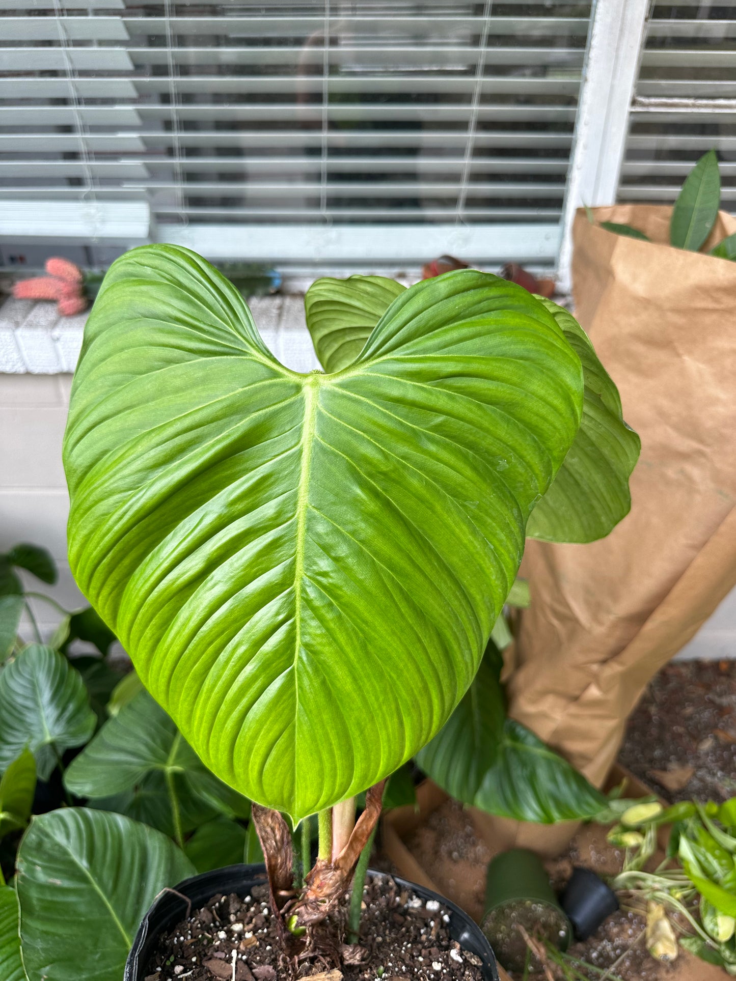 8” Fuzzy Petiotle Philodendron