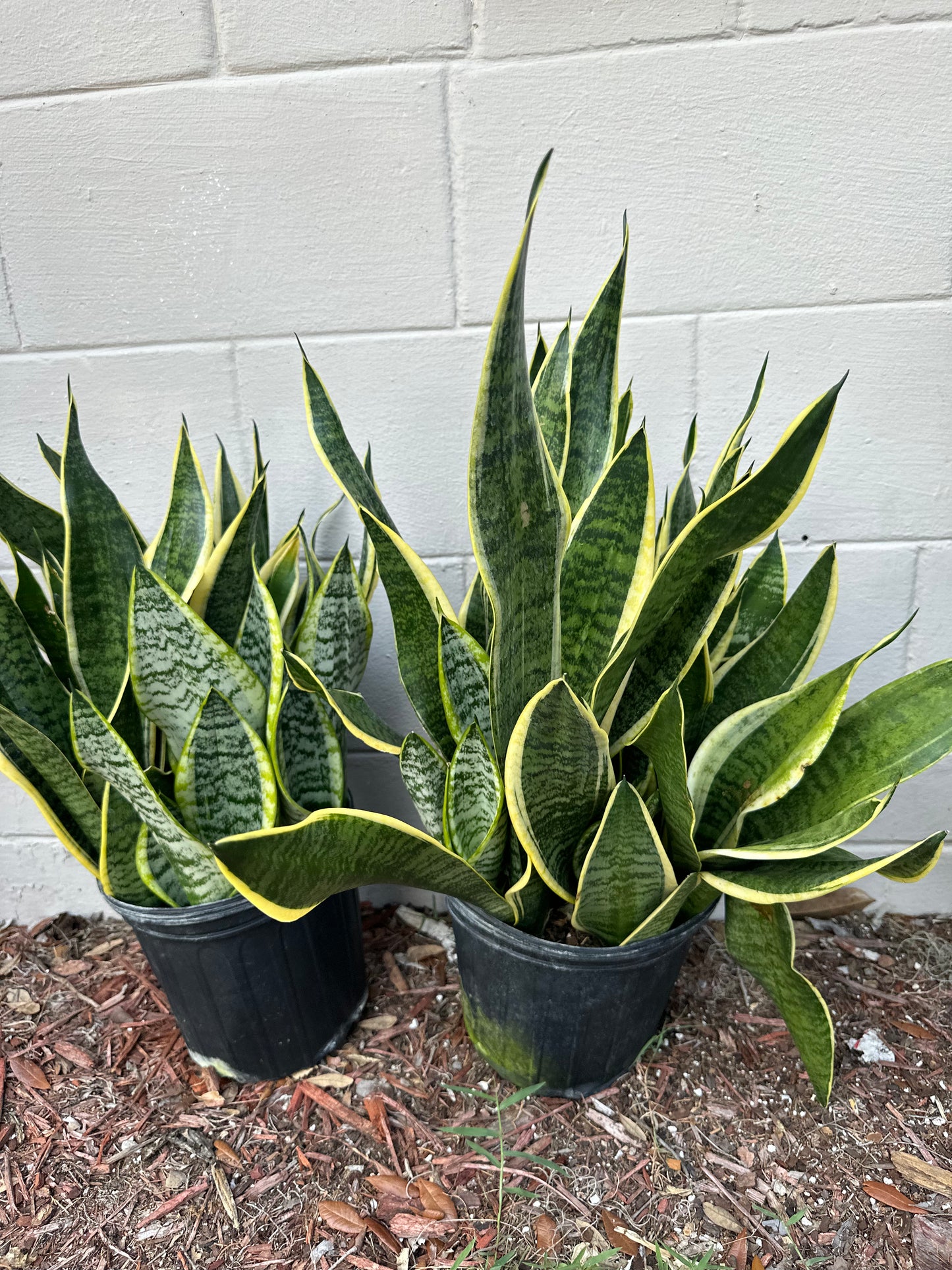 Superba Sanseveria 8”