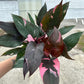 6” Philodendron Pink Princess