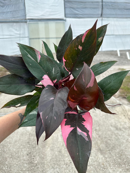 6” Philodendron Pink Princess