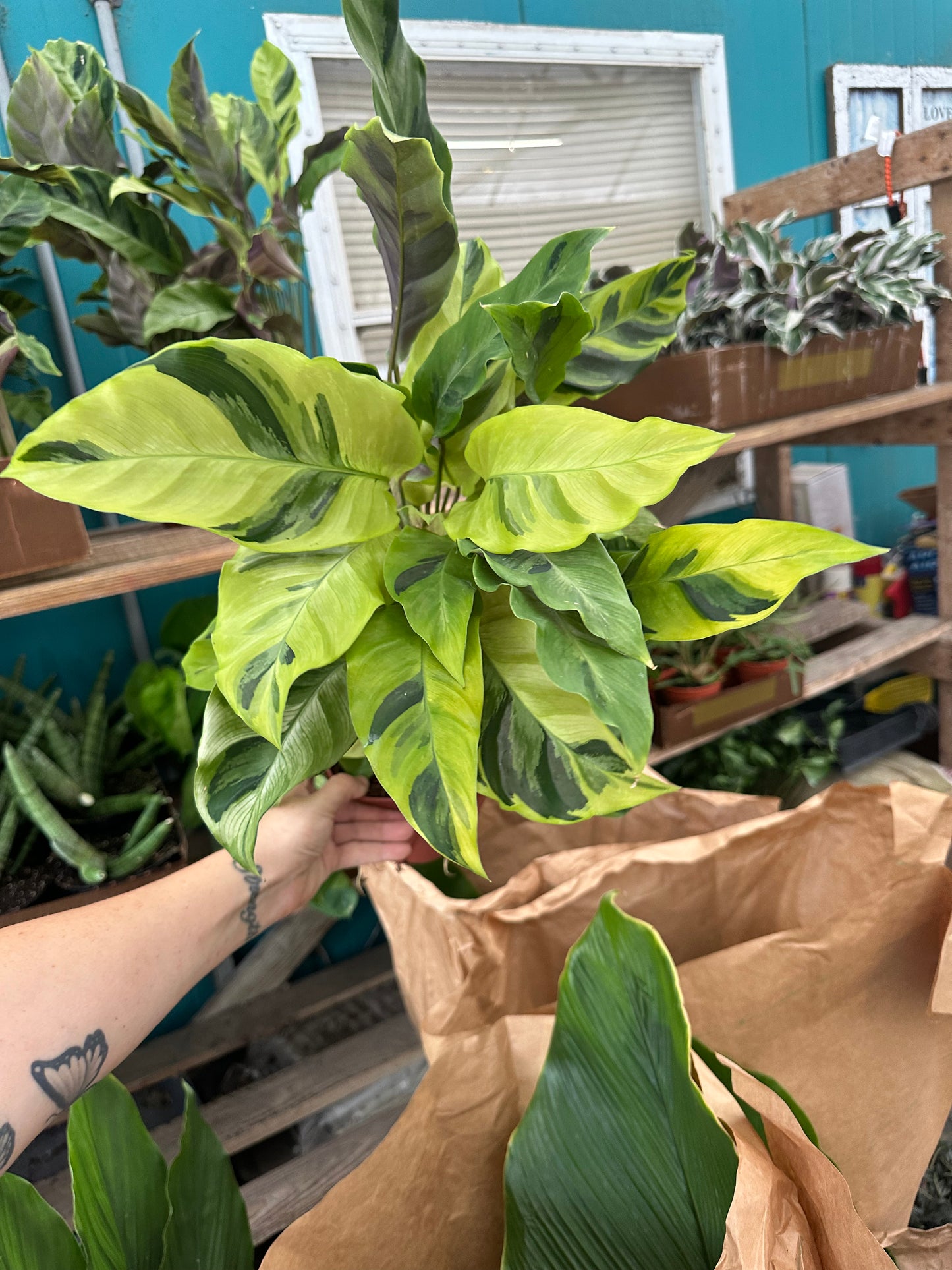 6” Yellow Fusion Calathea