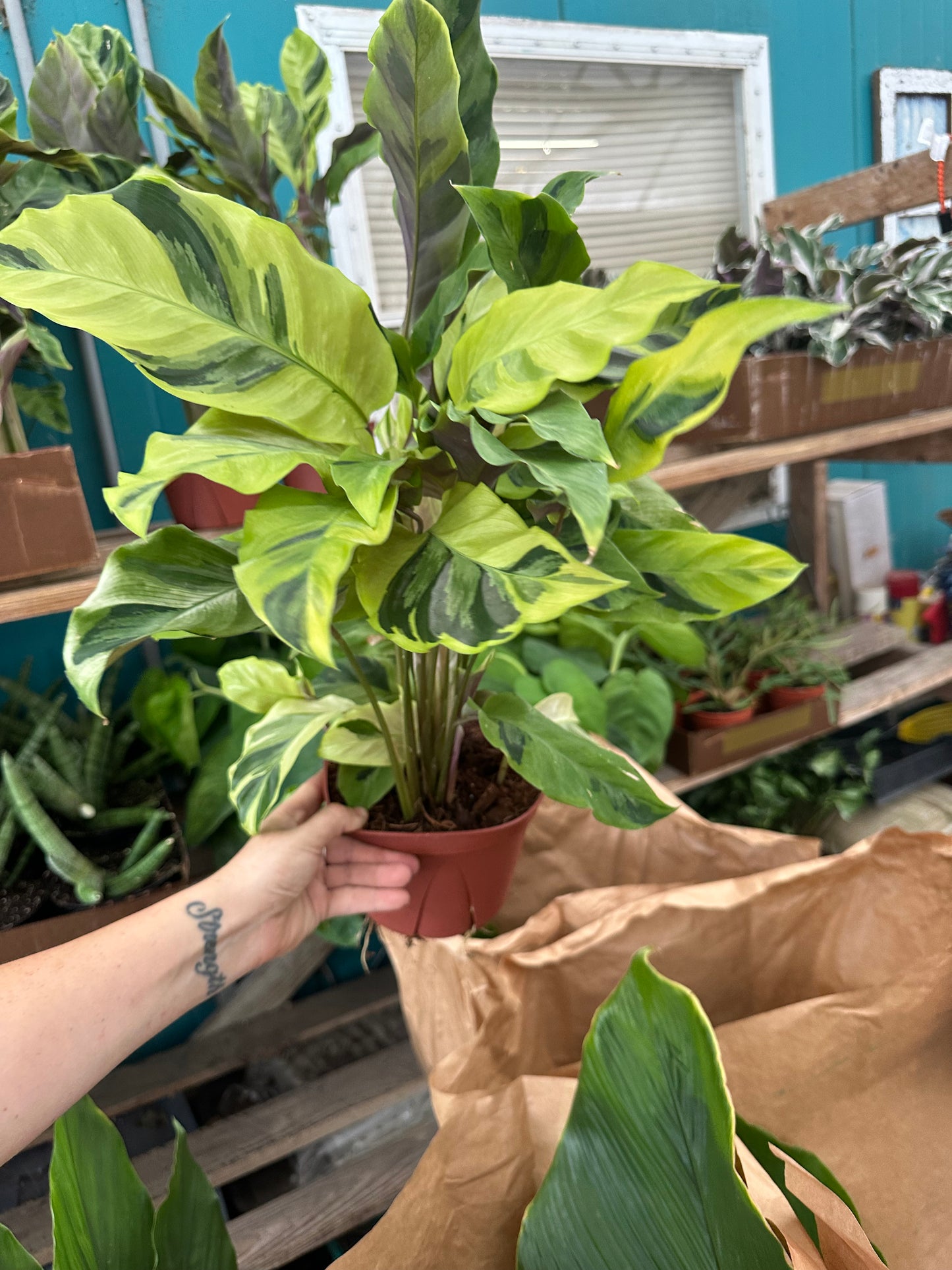 6” Yellow Fusion Calathea