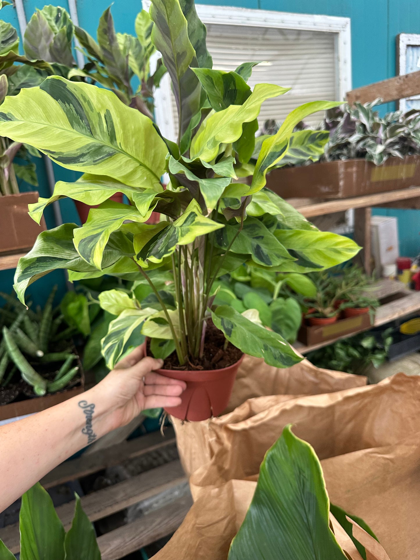 6” Yellow Fusion Calathea