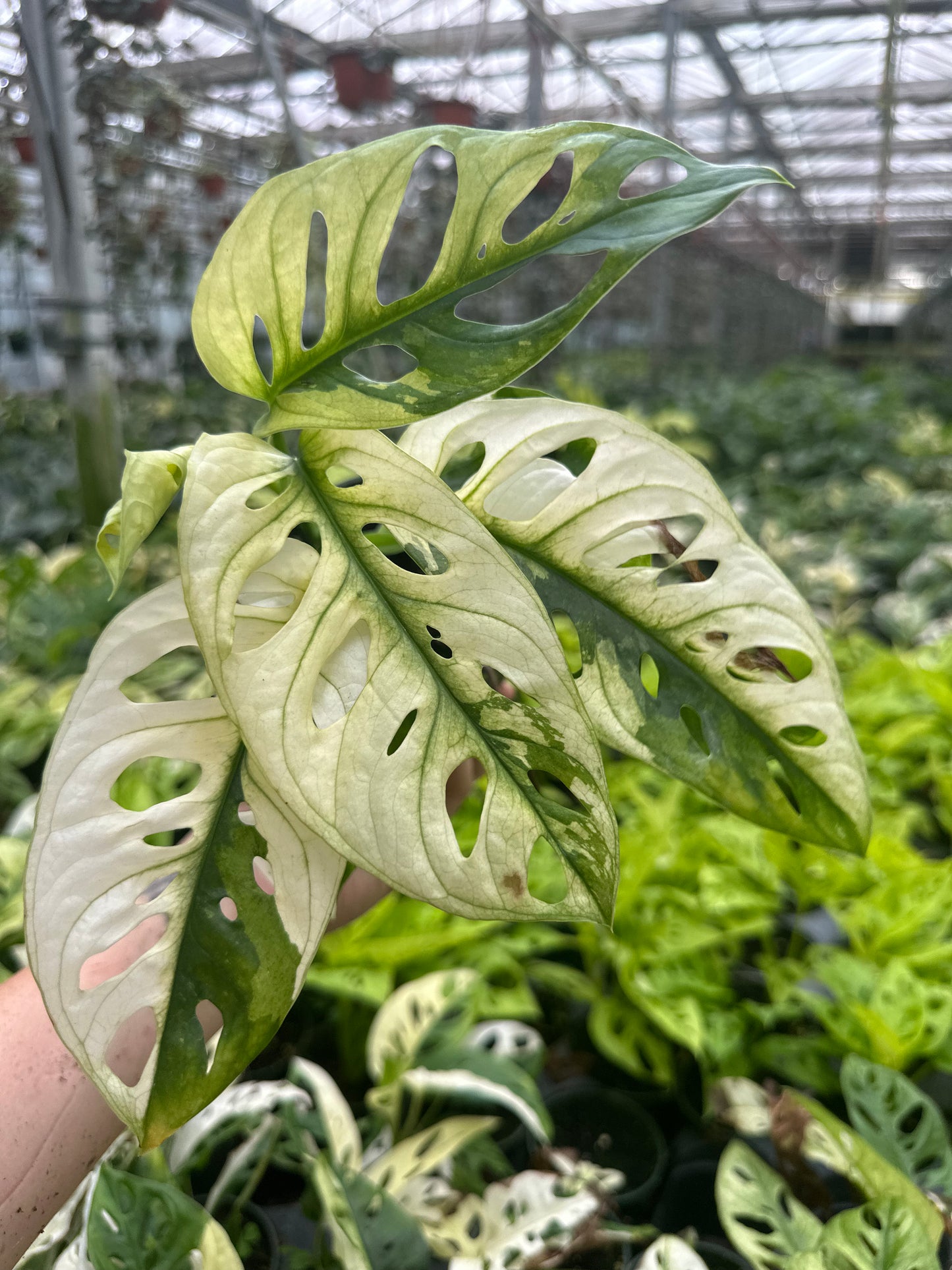 4” monstera adansonii variedgated