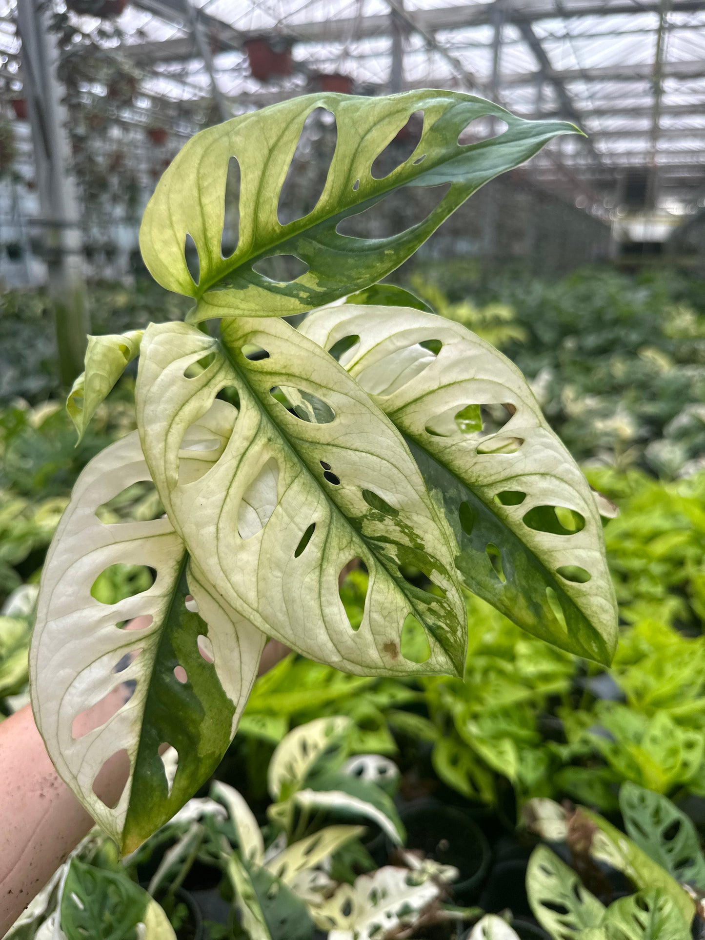 4” monstera adansonii variedgated