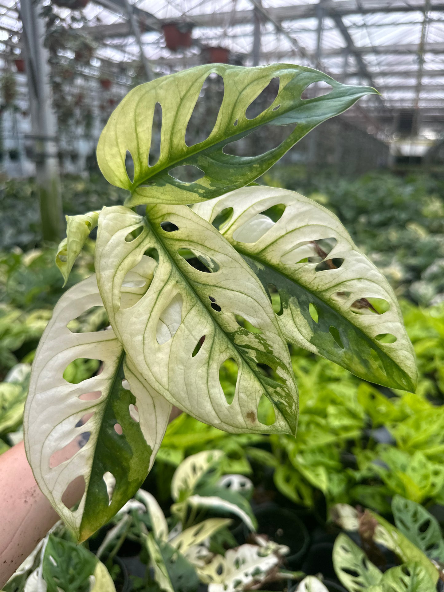 4” monstera adansonii variedgated