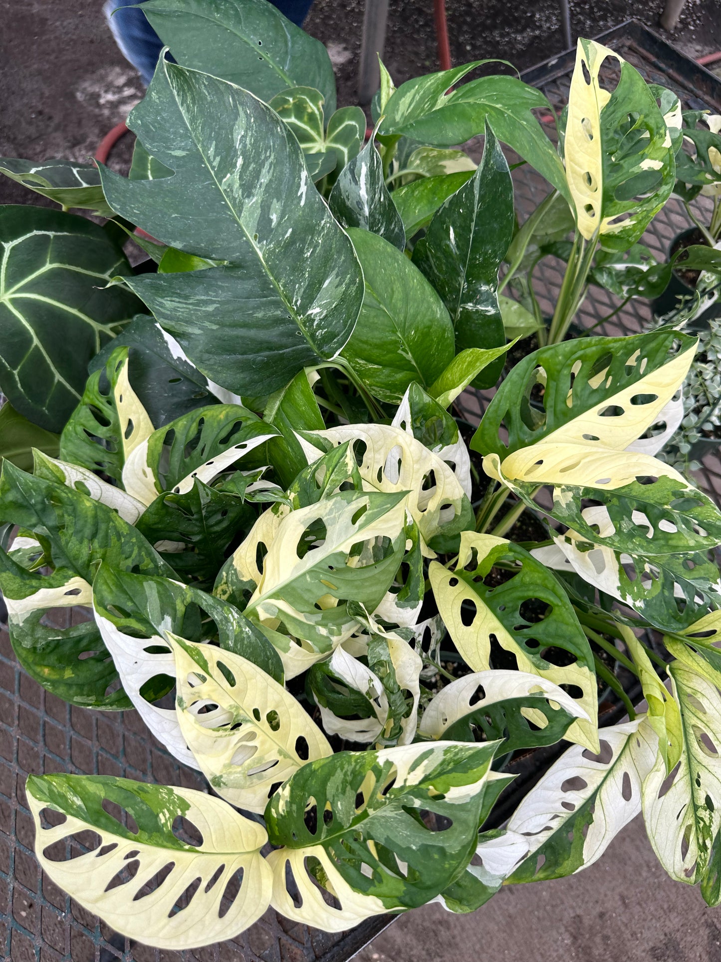 4” monstera adansonii variedgated