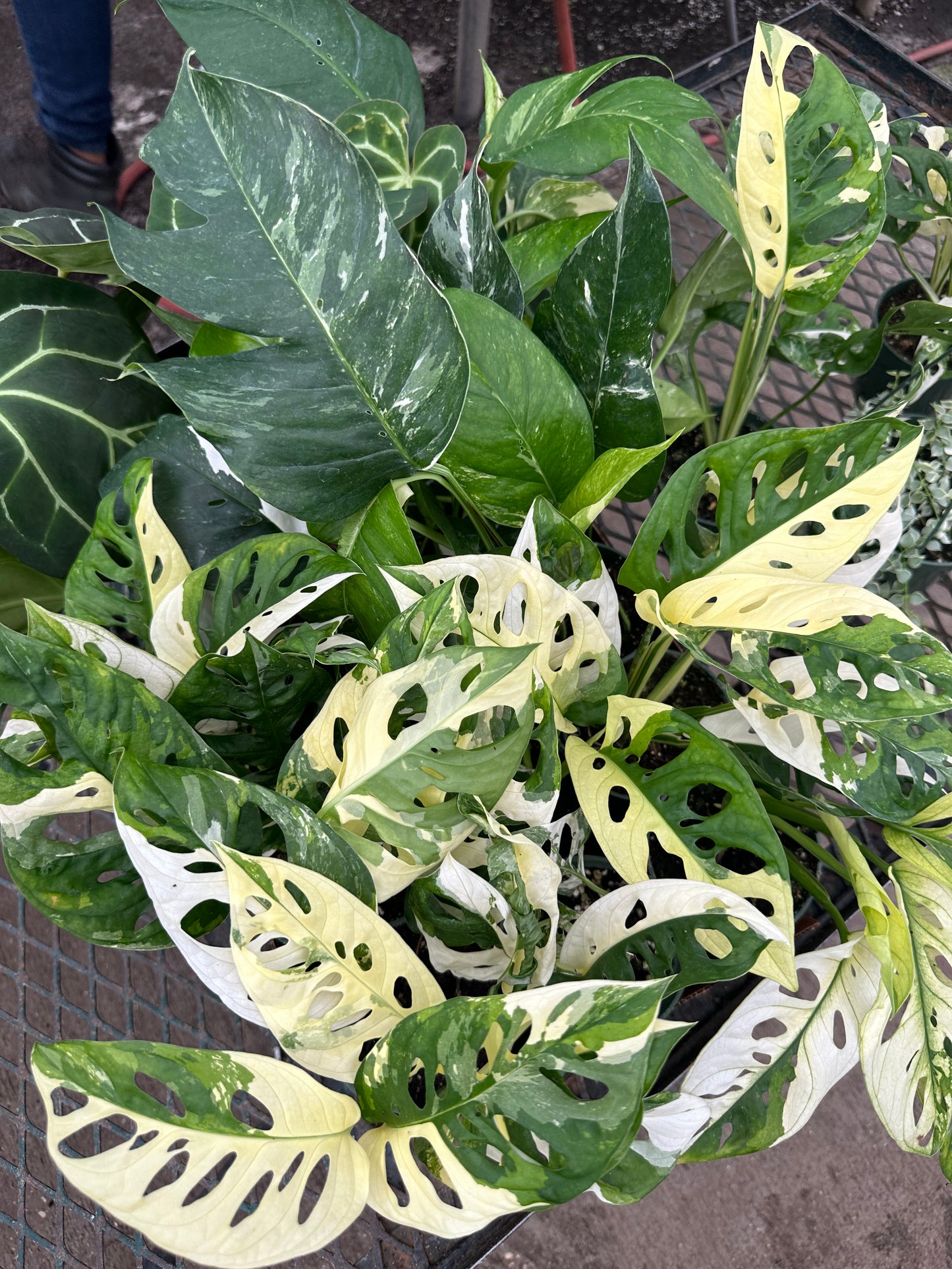 4” monstera adansonii variedgated