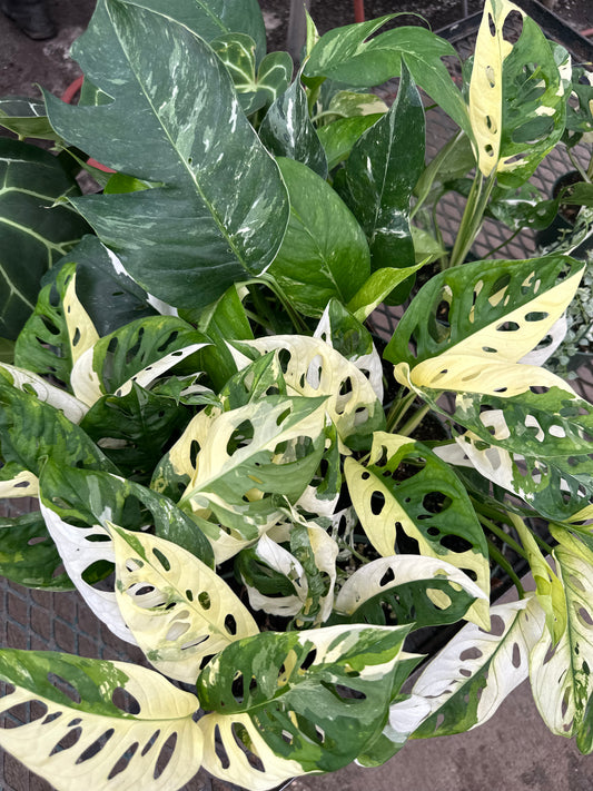 4” monstera adansonii variedgated