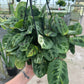 8” Variegated Green Maranta