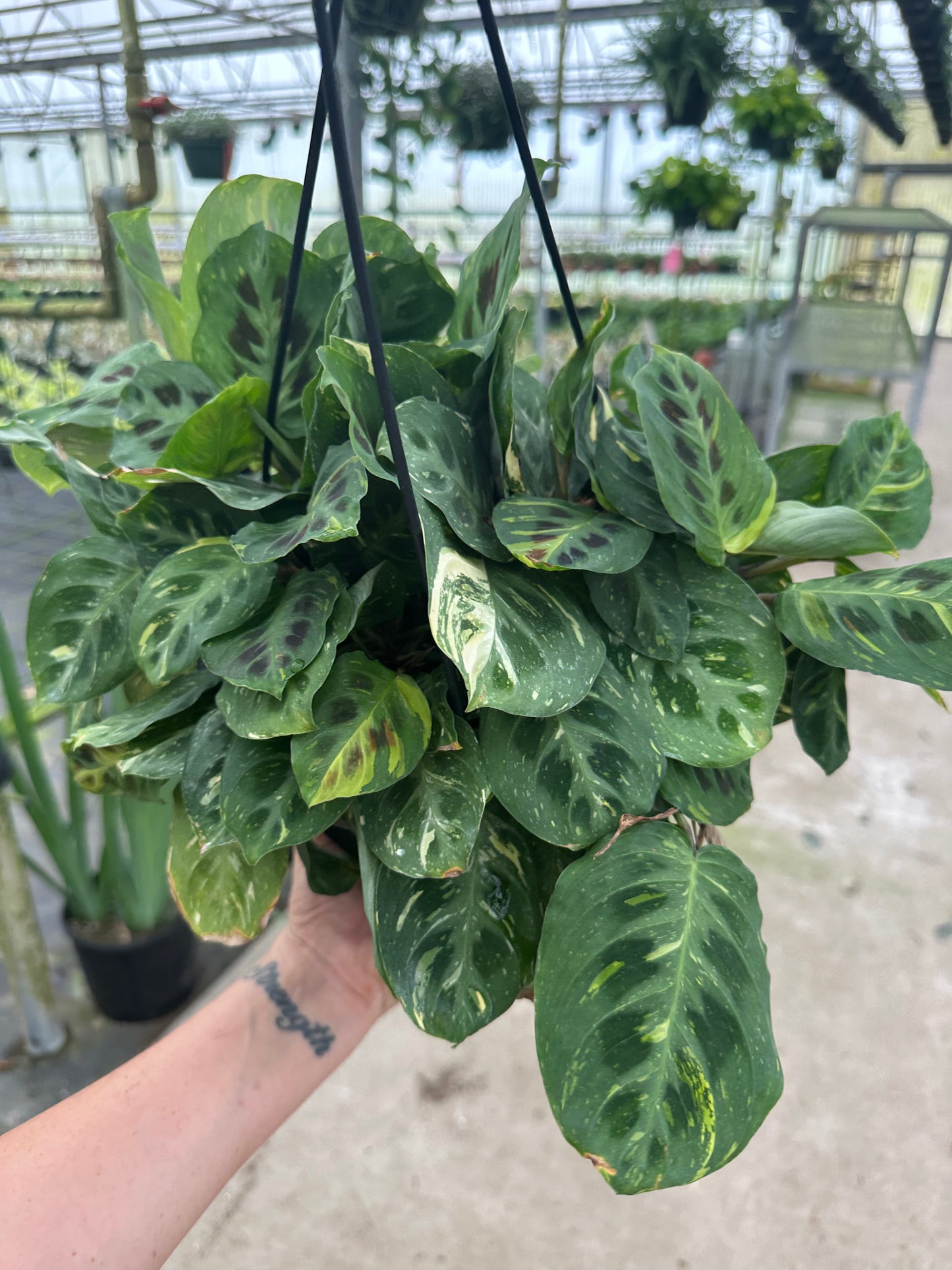 8” Variegated Green Maranta