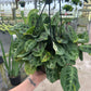 8” Variegated Green Maranta