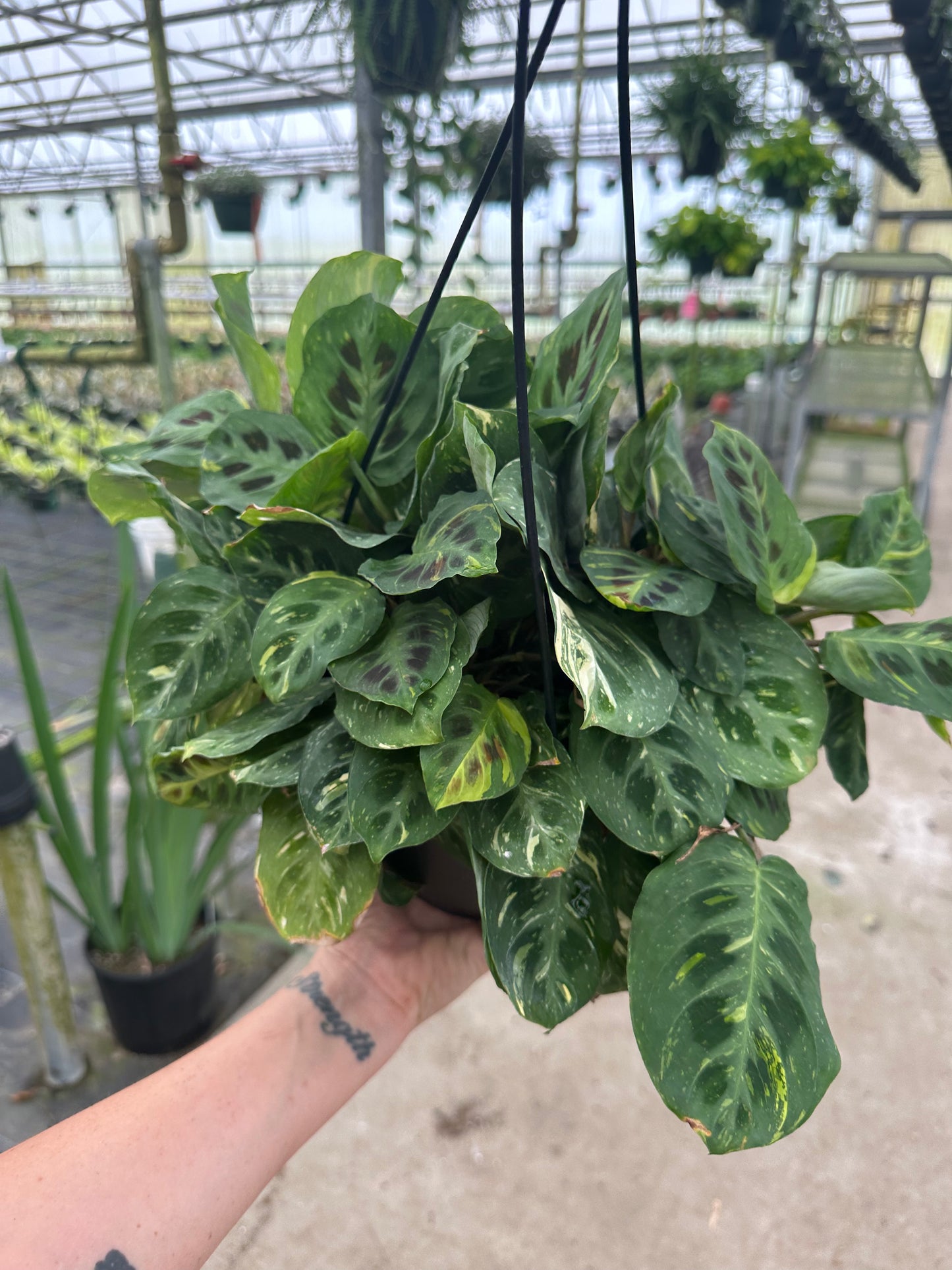 8” Variegated Green Maranta