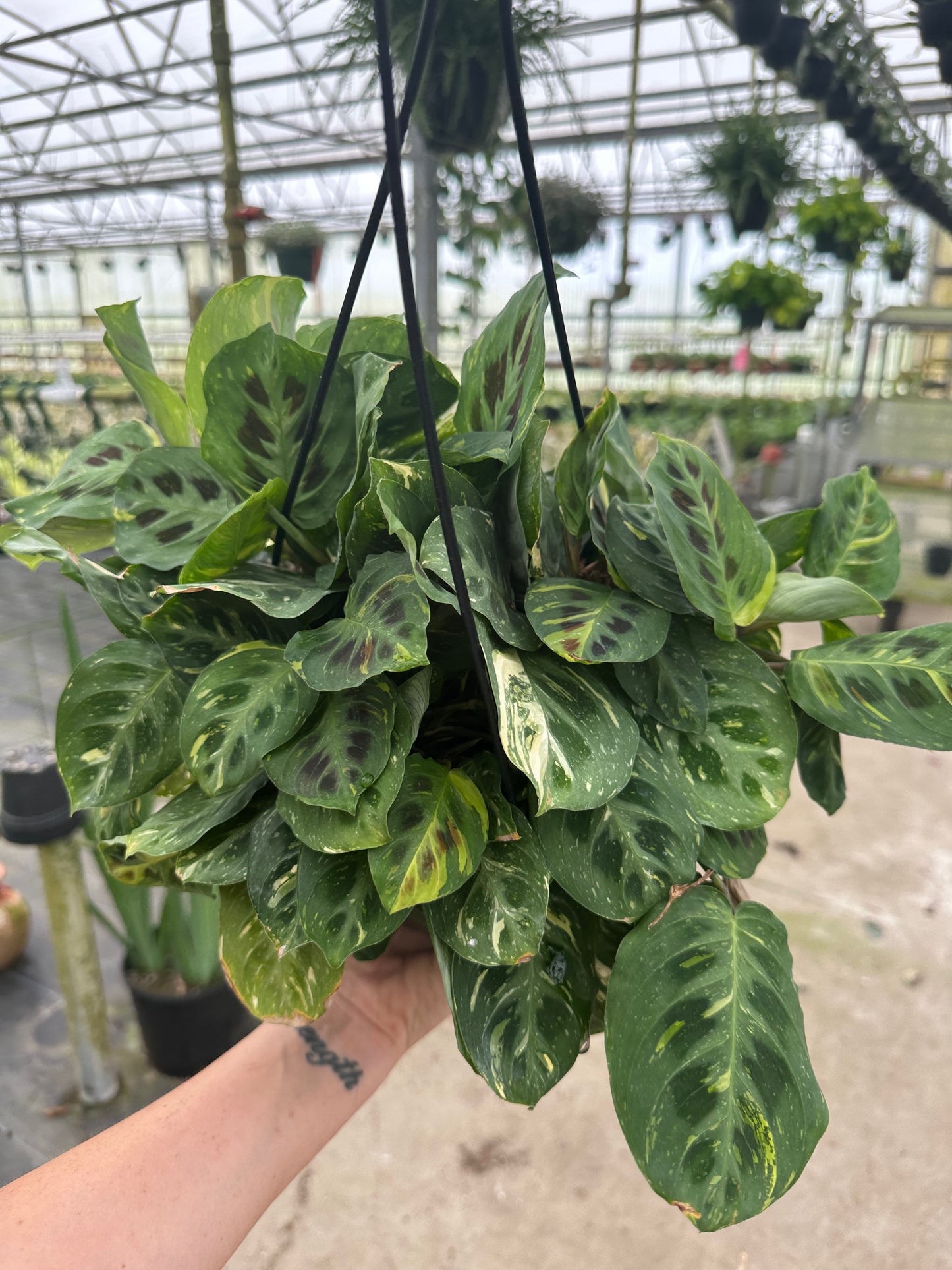 8” Variegated Green Maranta