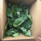 Philodendron Jose Bueno Fiesta 6”