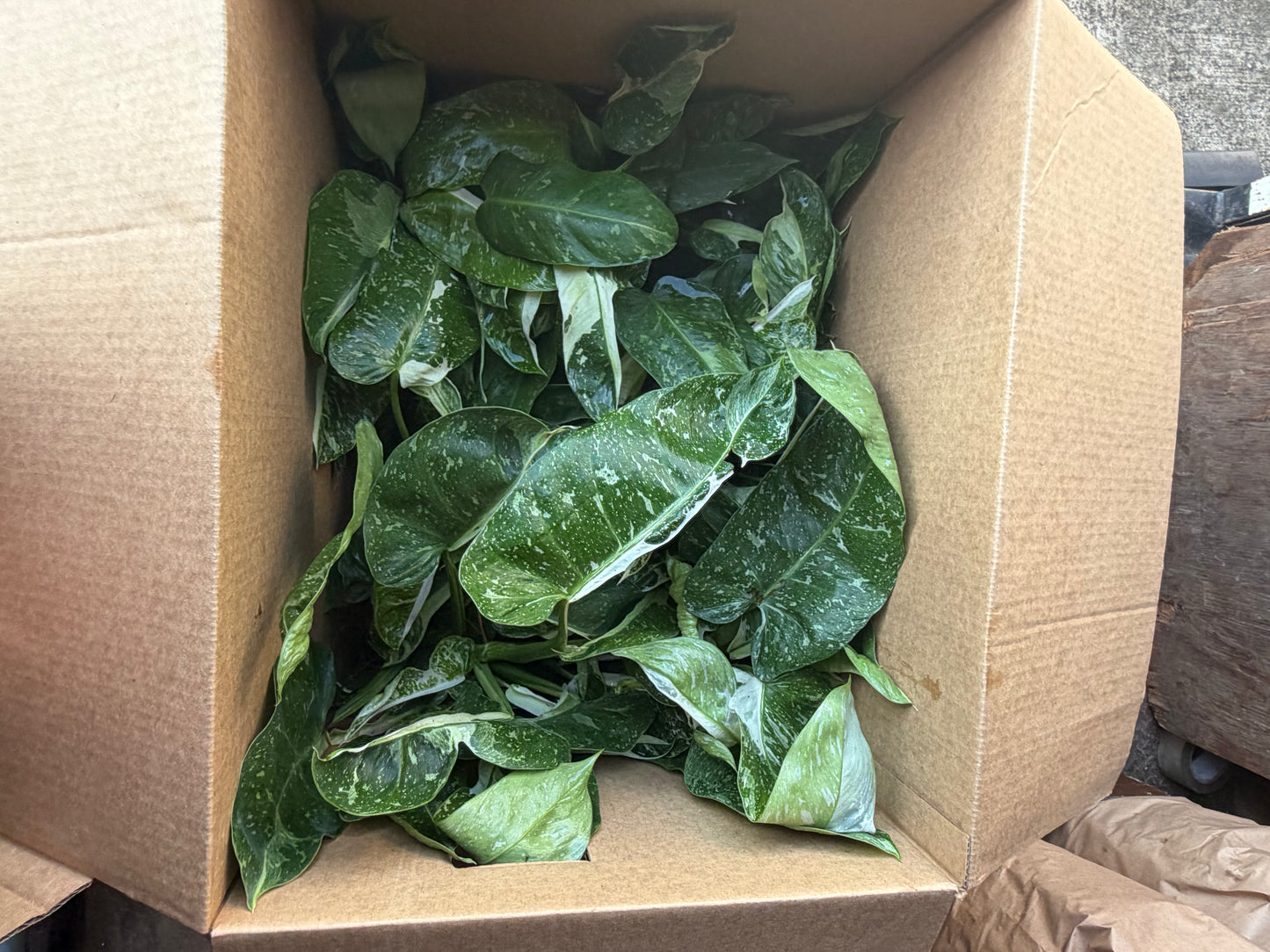 Philodendron Jose Bueno Fiesta 6”