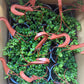 Aeschynanthus Twister Lipstick 6"