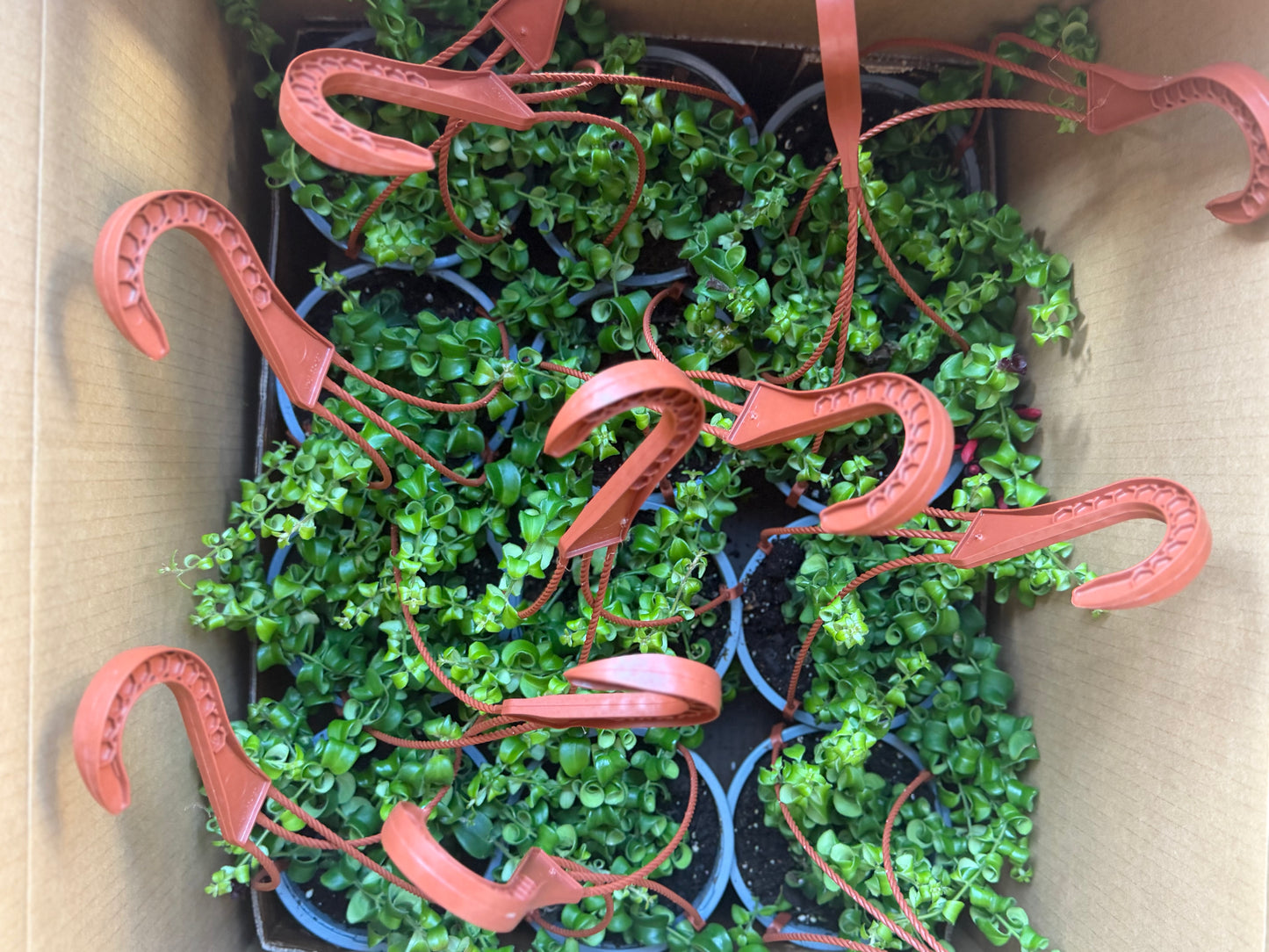 Aeschynanthus Twister Lipstick 6"