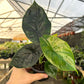 Alocasia Green Unicorn 4"
