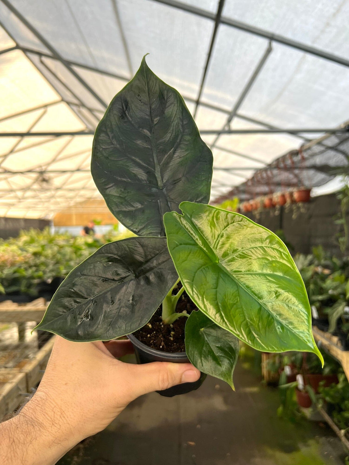 Alocasia Green Unicorn 4"