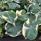 Alocasia Mickey Mouse 4”