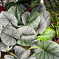Alocasia Reginae 4”
