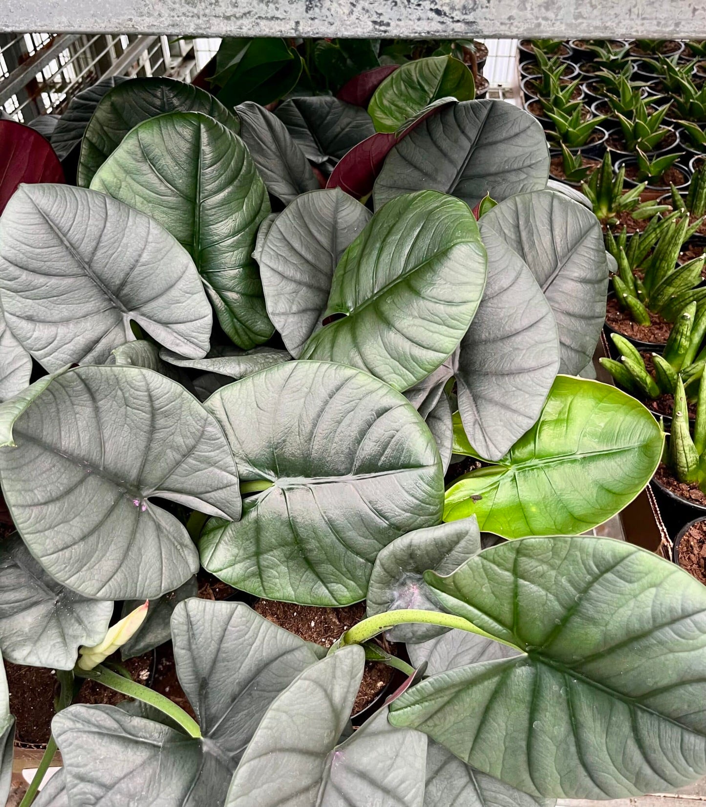 Alocasia Reginae 4”