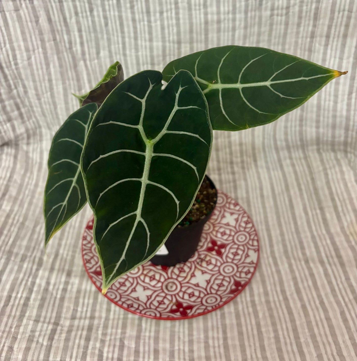 Alocasia Watsoniana 4”