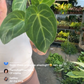 Anthurium Regale 4”