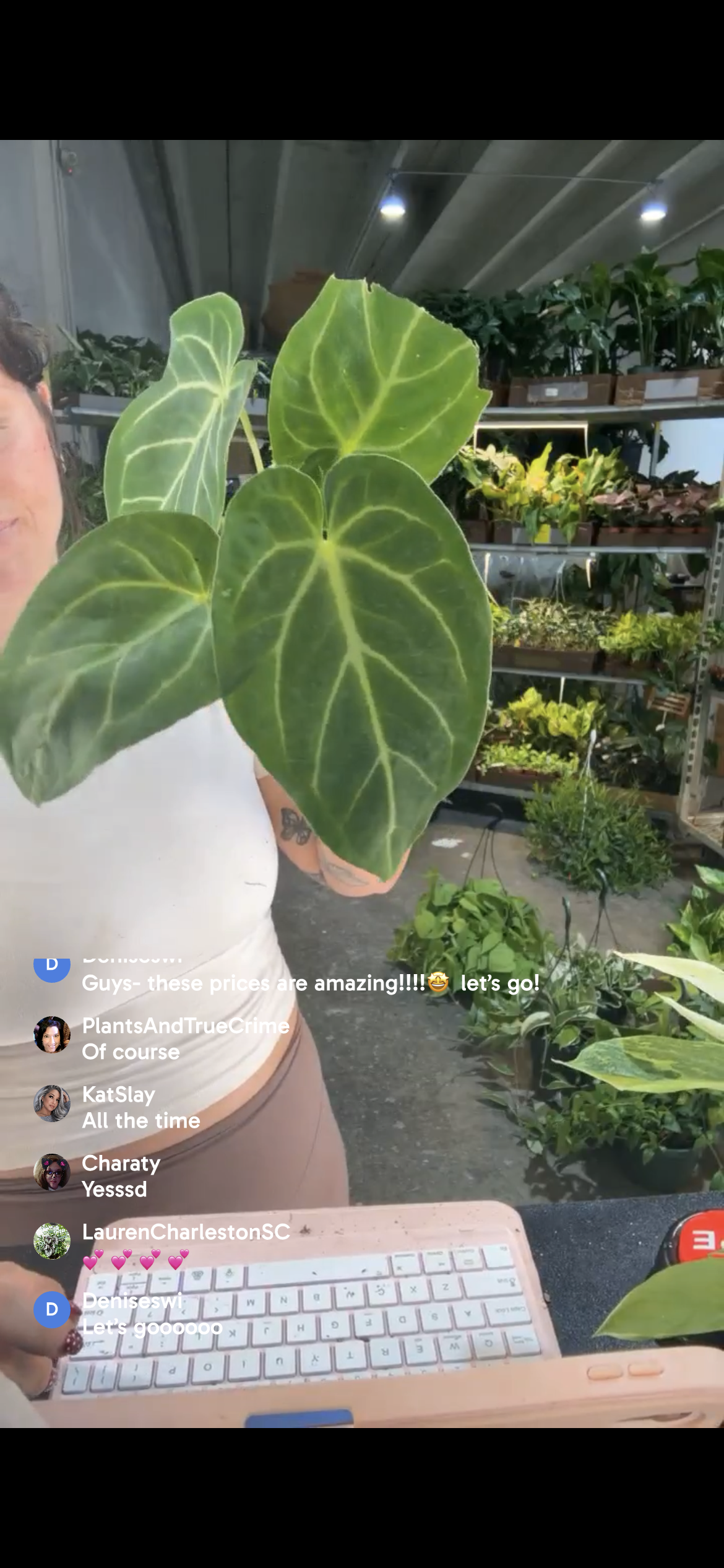 Anthurium Regale 4”