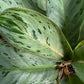 Algonema Donatello 4”