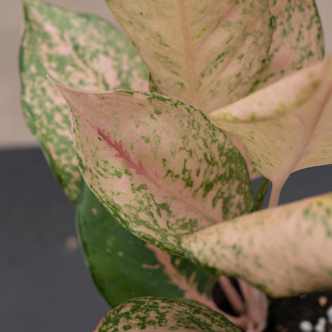 Algonema Orange Catherine 4”