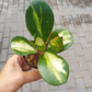 Hoya Obovatta Inner Var 4”