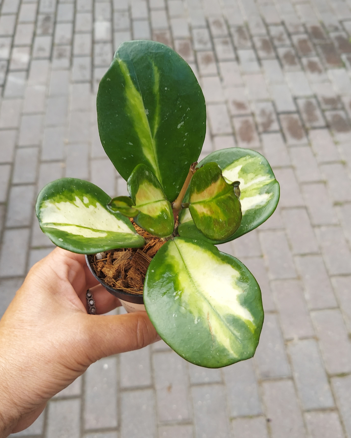 Hoya Obovatta Inner Var 4”