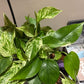 Pothos Marble Queen 6"