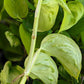 Pothos São Paulo 8”