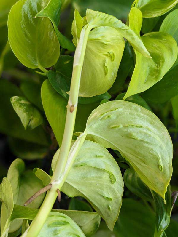Pothos São Paulo 8”