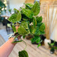 Scindapsus Pictus 4”