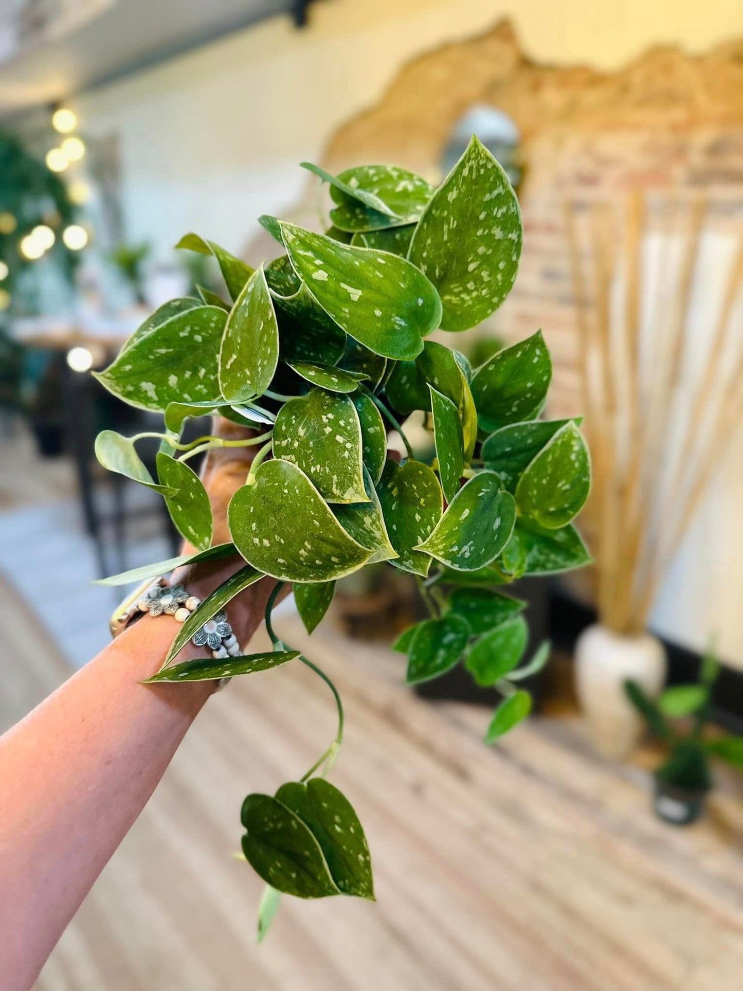 Scindapsus Pictus 4”