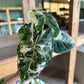 4” Variegated Alocasia Frydek