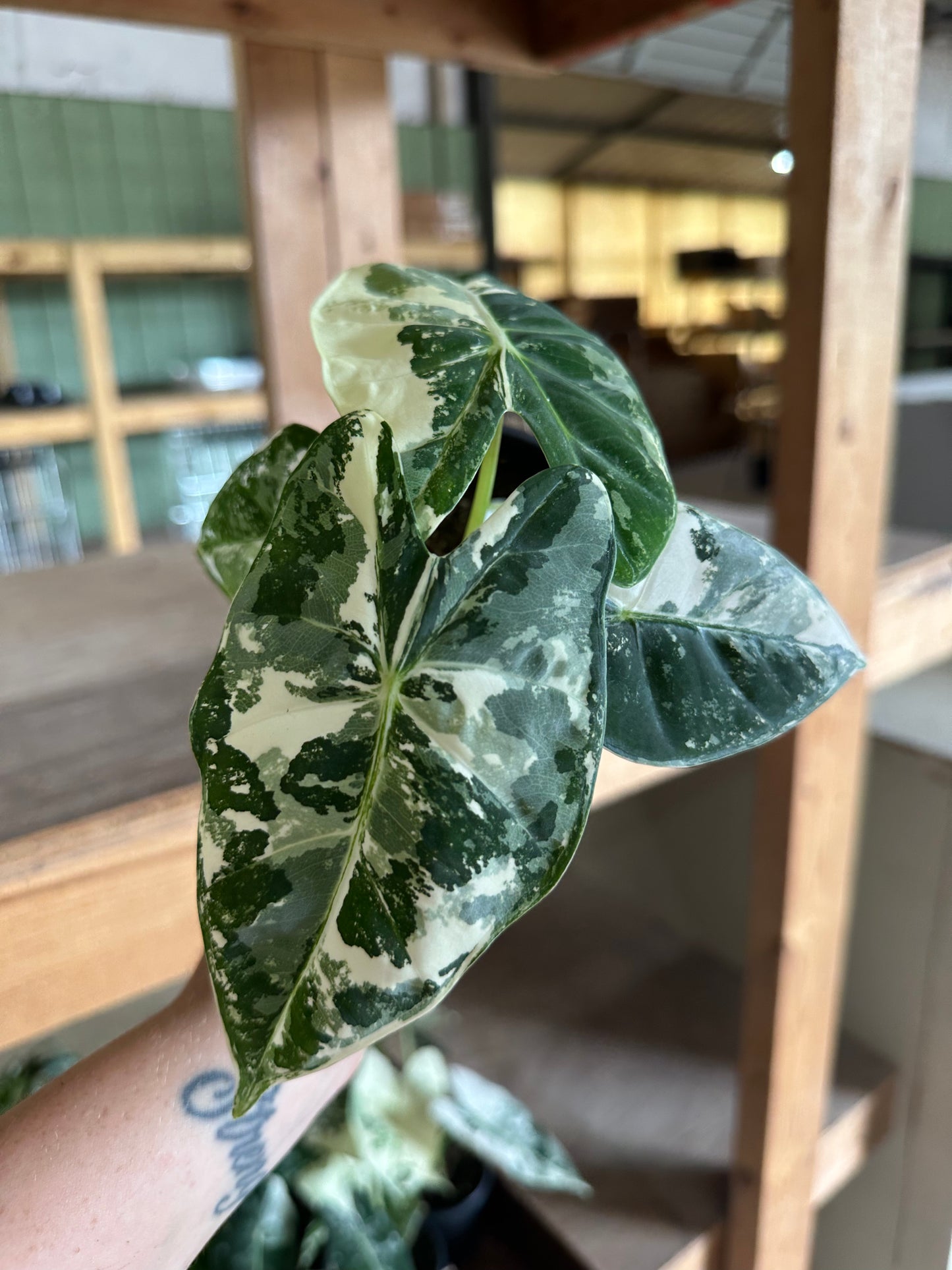 4” Variegated Alocasia Frydek