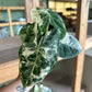 4” Variegated Alocasia Frydek