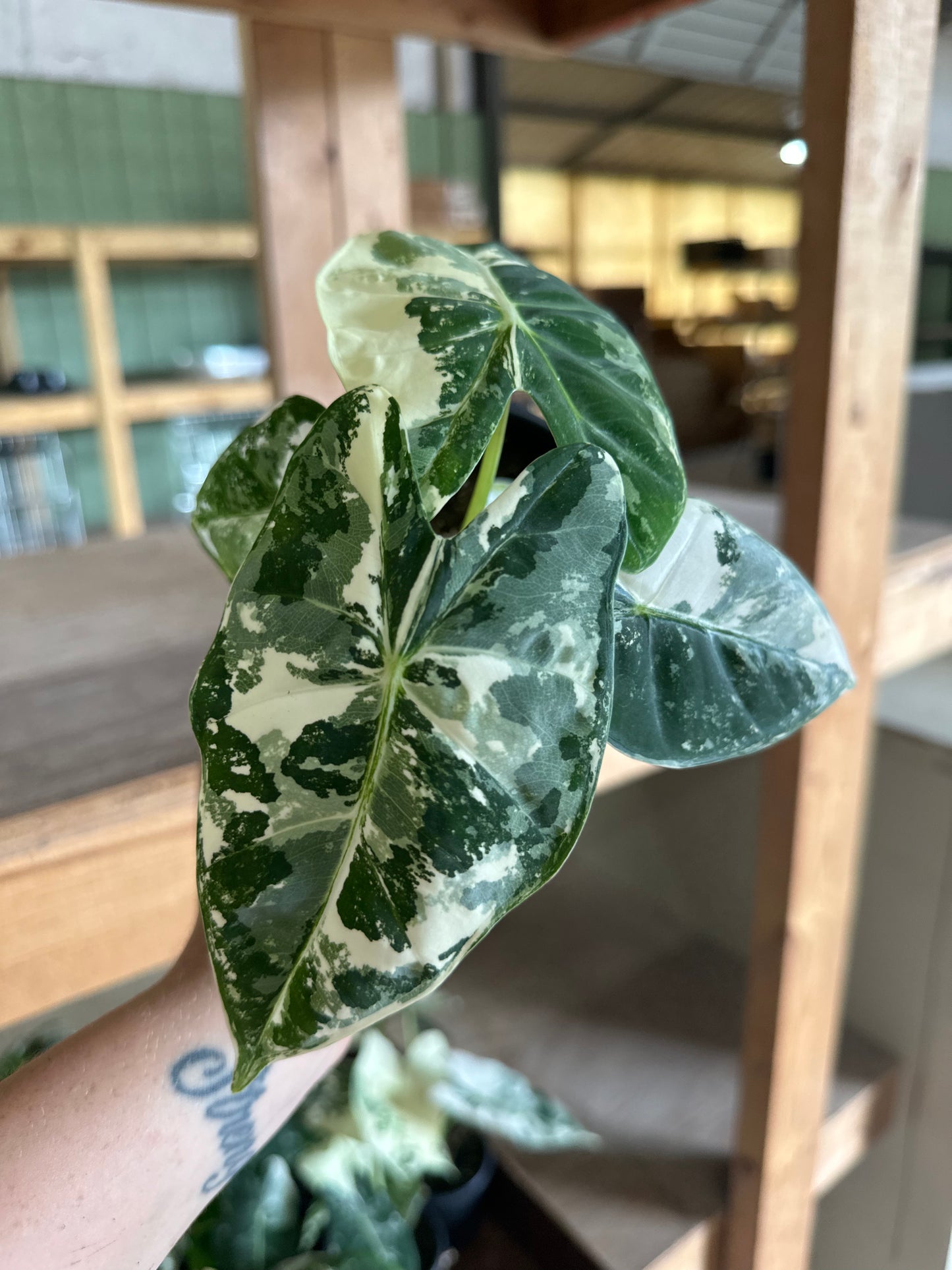 4” Variegated Alocasia Frydek