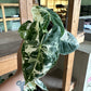 4” Variegated Alocasia Frydek