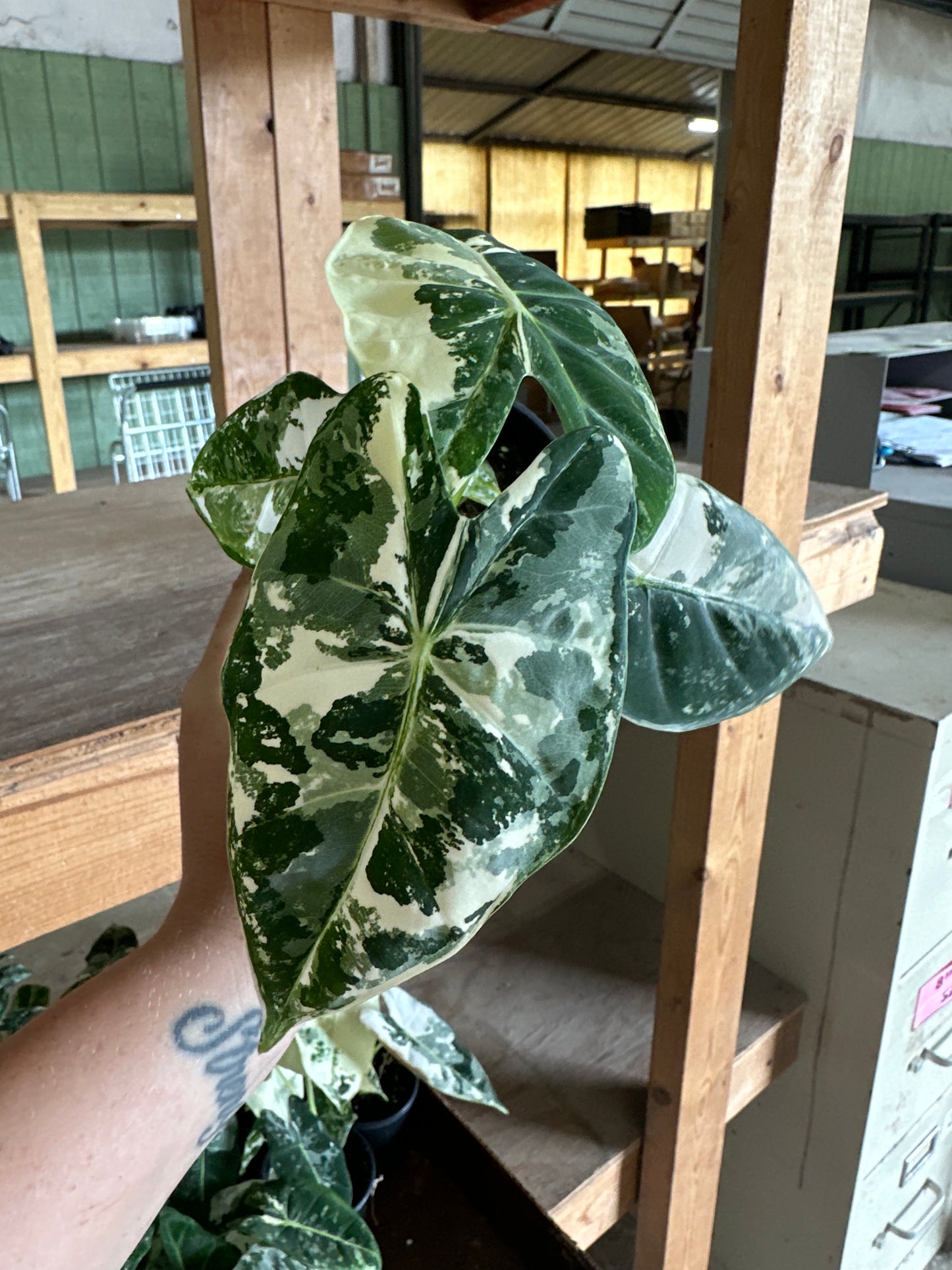 4” Variegated Alocasia Frydek