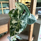 4” Variegated Alocasia Frydek