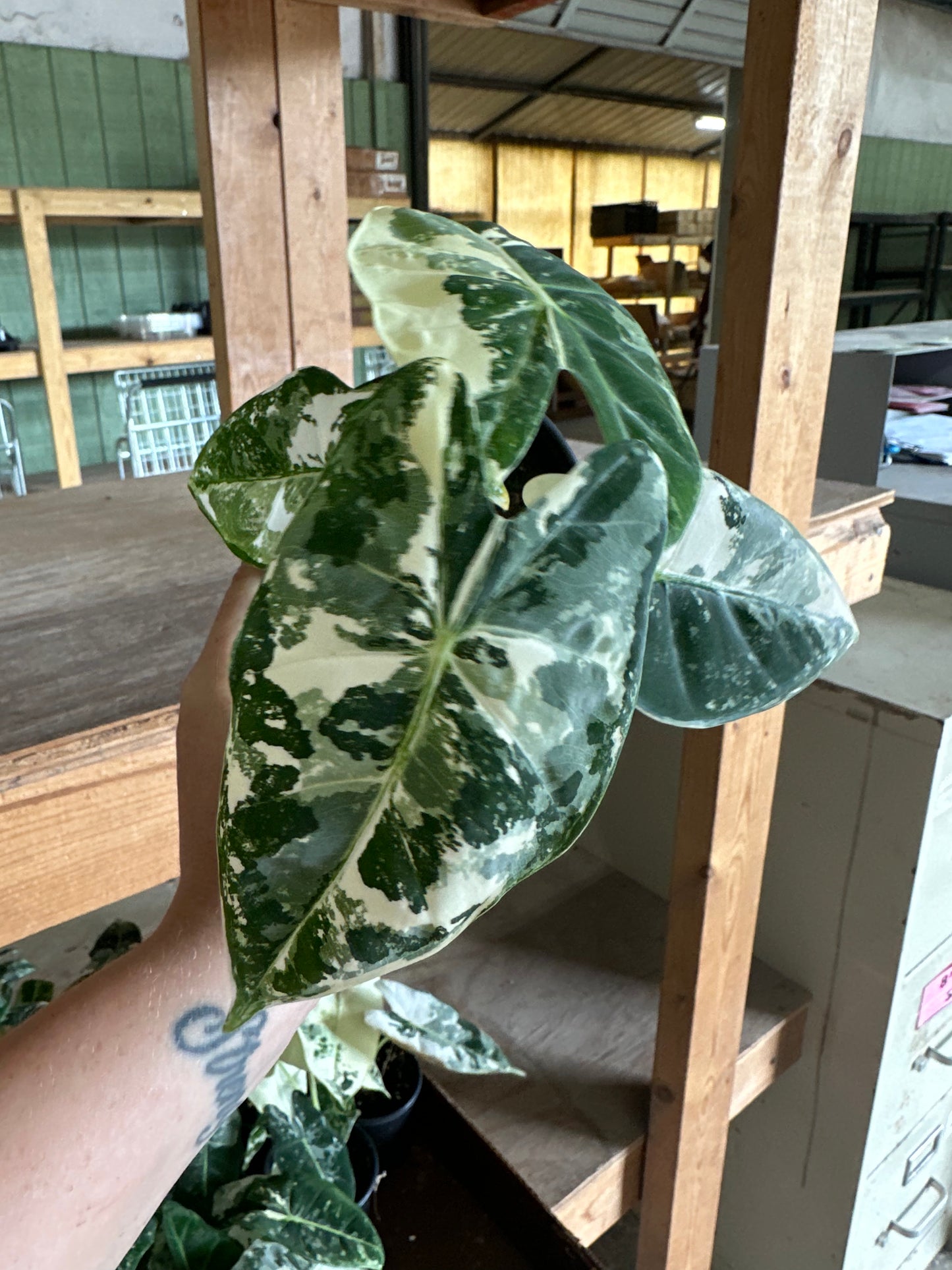 4” Variegated Alocasia Frydek