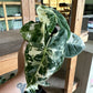 4” Variegated Alocasia Frydek