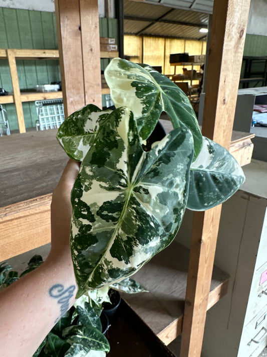 4” Variegated Alocasia Frydek